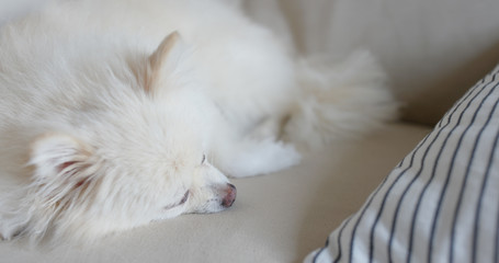 Pomeranian dog lying on the couch pillow at home