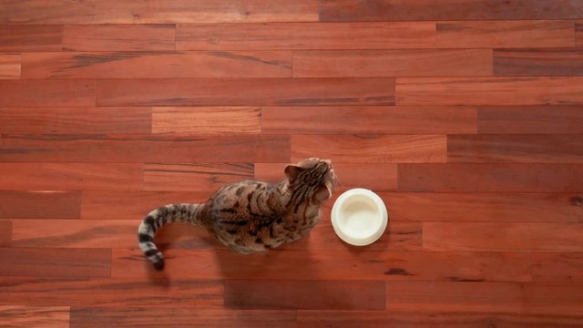 Top view of Bengal cat sitting near empty food bowl waiting for food