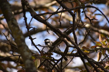 Black capped chickadee in flowering tree 