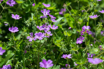 Purple little wild field flowers wild close up. Shemakha, Azerbaijan.
