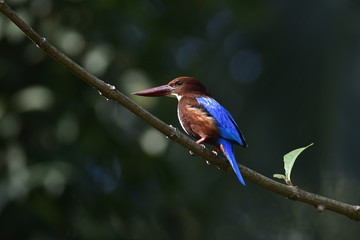 Kingfisher in evening light. 