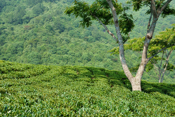 Fototapeta premium Mountain Tea Garden