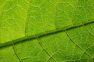 Green leaf pattern, natural background. Green natural background, visible leaf texture