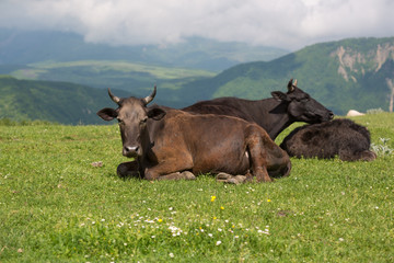 Cows on the alp fields. A cows is sitting at an alpine meadow in the alps.