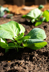 Cabbage