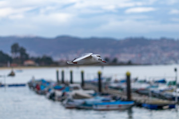 seagull in flight