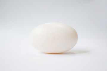 Crocodile egg with white background