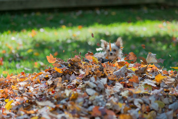 Yorkie watching leaves blowing