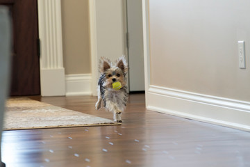 Small dog running with ball