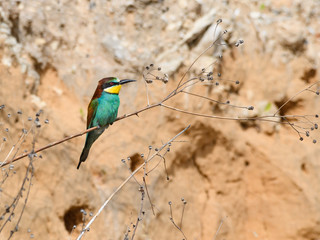 European Bee-Eater Perched Against  Sand Wall in Spring