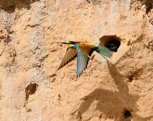 European Bee-Eater in Flight Against Sand Wall in Spring