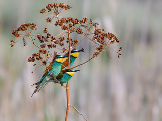 Three European Bee-Eaters Perched in Plant