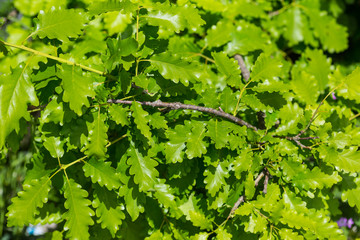 Fototapeta na wymiar Oak leafs. Spring oak leafs in bright sunlight