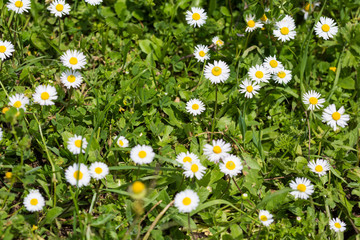 Wild camomile in the field with natural background