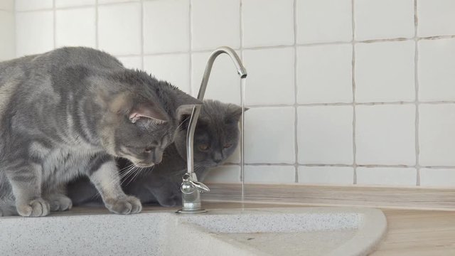 Two british cats sitting on the table on kitchen and looking on the leaking tap taking shower
