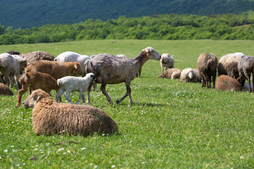Sheeps on the alp fields. A sheeps is sitting at an alpine meadow in the alps.