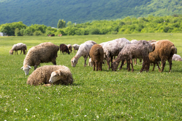 Sheeps on the alp fields. A sheeps is sitting at an alpine meadow in the alps.