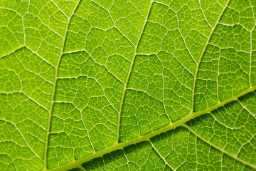 Green leaf pattern, natural background. Green natural background, visible leaf texture