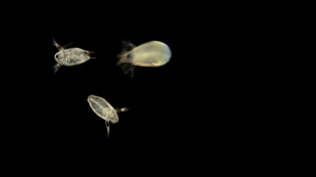 Bosmina water flea under the microscope, the chaotic movement of a colony of Bosmina plankton crustaceans, they are easily recognized by the antennulae resembling a beak, is a planktonic organism