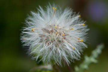 Close-up of the dandelion flower with seeds of another dandelion