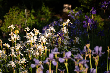 Fototapeta premium Purple orchid in a garden