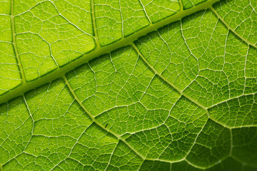 Green leaf pattern, natural background. Green natural background, visible leaf texture