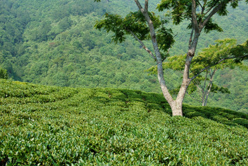 Mountain Tea Garden