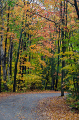 Fototapeta premium Colorful trees
