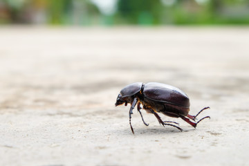 The beetle death laying down on concrete, Onthophagus gazella is a species of scarab beetle,beetle Died on the concrete.