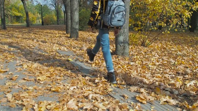 Walk through the yellow leaves. Great Danes of a child are walking on autumn leaves.
