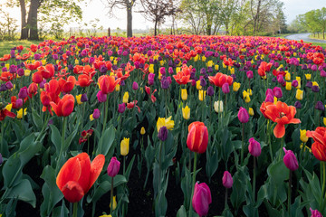 Ottawa Tulip Festival 2019 - Colorful tulips covered in raindrop at sunrise with Experimental Farm...