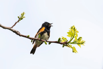 American Redstart  singing on a budding tree branch in spring, Ottawa