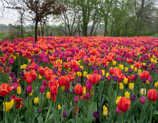 Ottawa Tulip Festival 2019 - Colorful tulips covered in raindrop at sunrise with Experimental Farm in the background