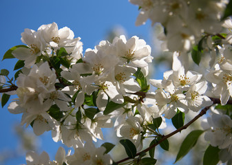 Closeup shot of blooming apple tree flowers
