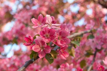 Closeup shot of blooming apple tree flowers