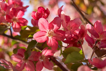 Closeup shot of blooming apple tree flowers