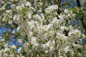 Shot of blooming apple tree crown with white flowers