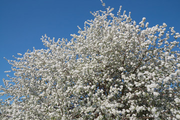 Shot of blooming apple tree crown with white flowers