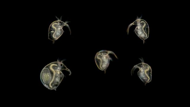 Bosmina water flea under the microscope a collection of small crustaceans, including a female with an embryo and an example of the movement of one crustacean, are planktonic organisms, easy to learn