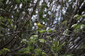 Male Lesser Goldfinch