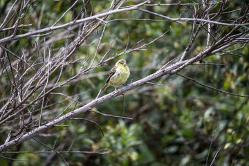 Female lesser goldfinch