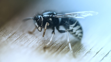White-Faced Hornet - Wasp - Insects - Stinger