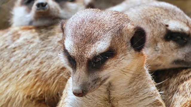 a pack of meerkats makes a nap and the foremost of the group tries to fall asleep