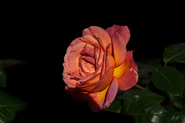 dark romantic orange and pink rose in garden