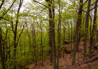 Obraz premium A forest scene in the Allegheny National Forest in Warren County, Pennsylvania, USA