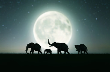 Elephants family walking in grass field under moonlight sky,3d rendering