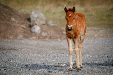 Horse