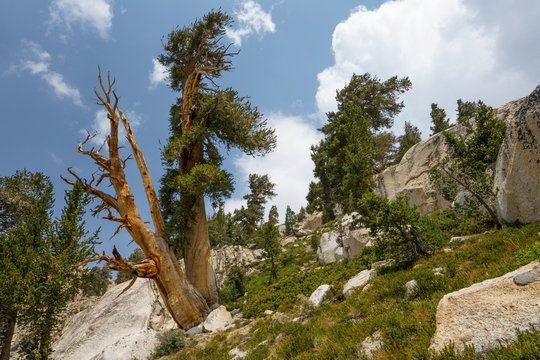 Foxtail pine, Pinus balfouriana
