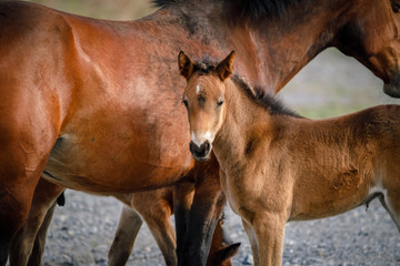 Fototapeta premium Horse