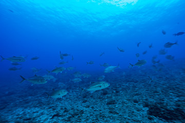 Obraz na płótnie Canvas 青い海を泳ぐギンガメアジの群れ　小笠原